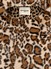 Rue Madam Paris Safari Winter Jacket leopard Front